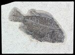 Cockerellites (Priscacara) Fossil Fish - Wyoming #51062-1